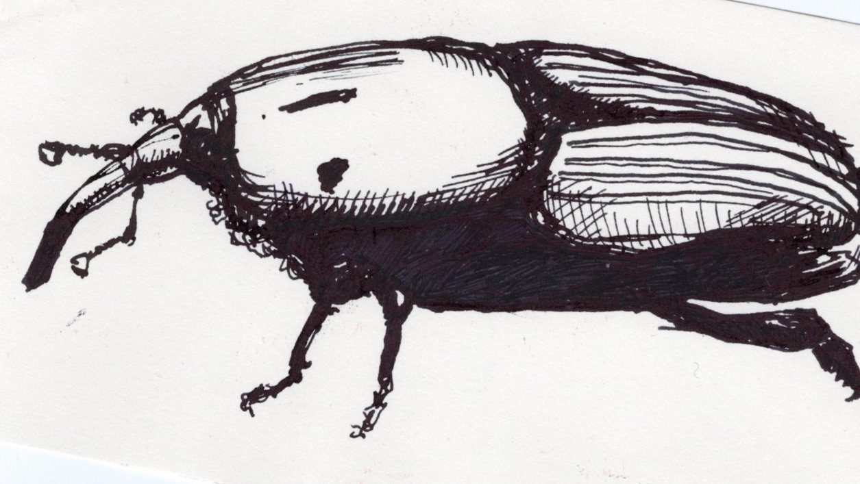 Insects © 2021 by Giulia Ghisleni is licensed under CC BY-NC-ND 4.0