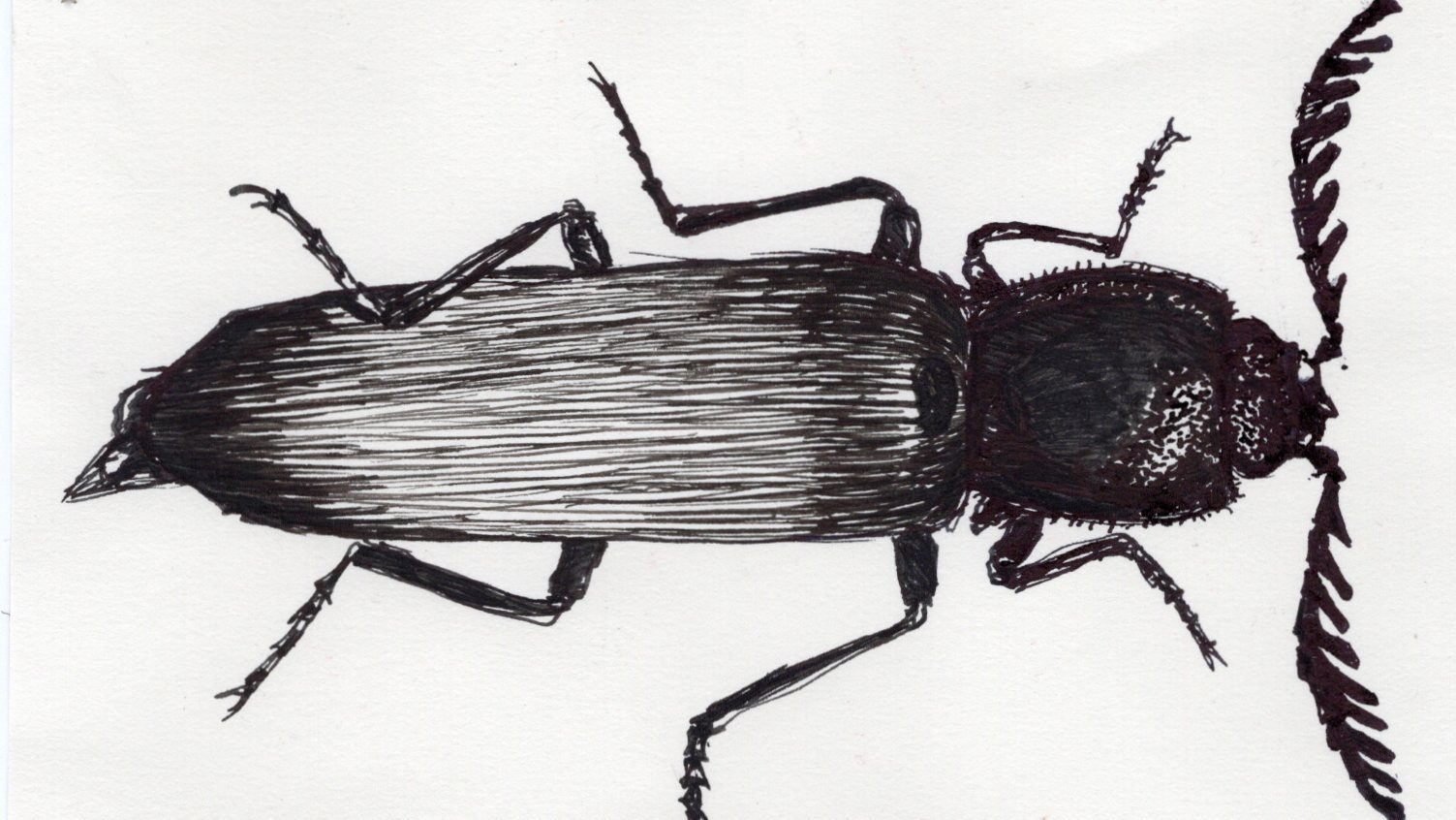 Insects © 2021 by Giulia Ghisleni is licensed under CC BY-NC-ND 4.0