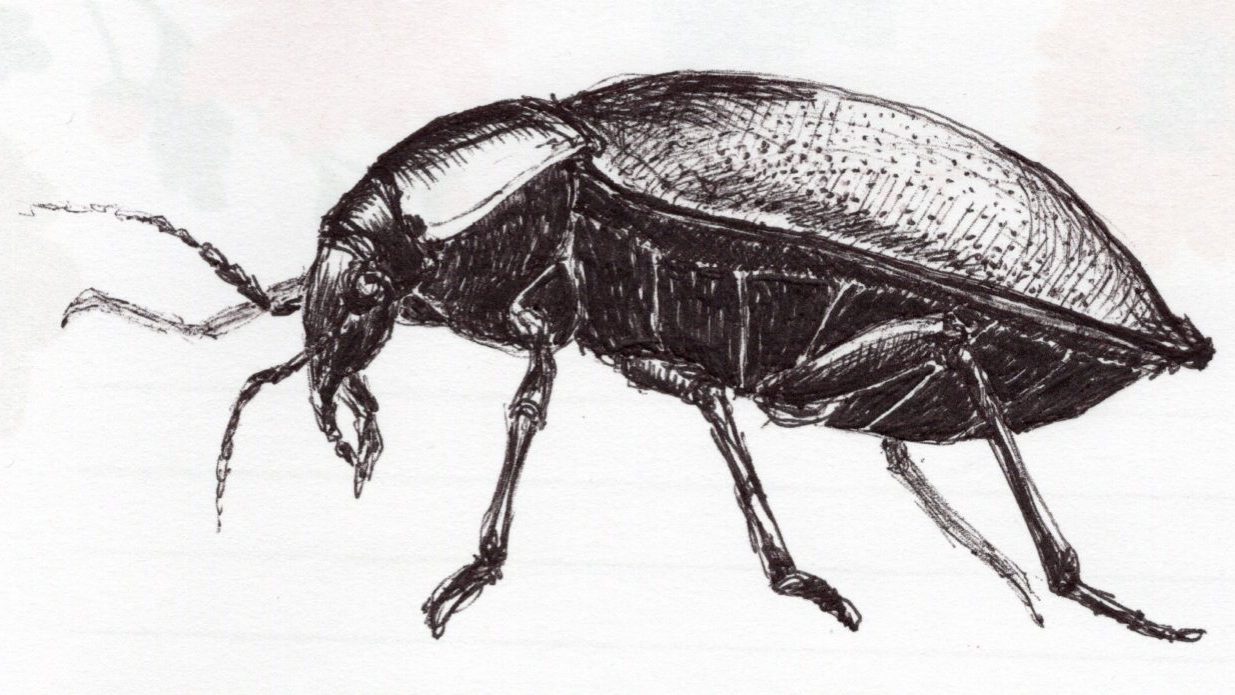 Insects © 2021 by Giulia Ghisleni is licensed under CC BY-NC-ND 4.0